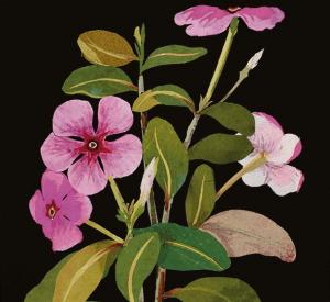 Card: Blank, Vinca Rosea