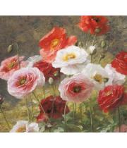 Notecards: Blank - Poppies 8 Pack (MGERJ227184)