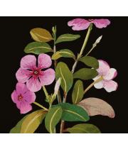 Card: Blank, Vinca Rosea (MGERJ346762)