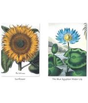 Notecards: Botanical Illustrations (MGERB006)